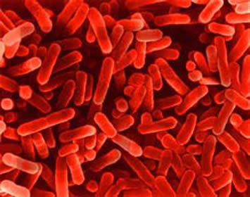 Legionellabacterie